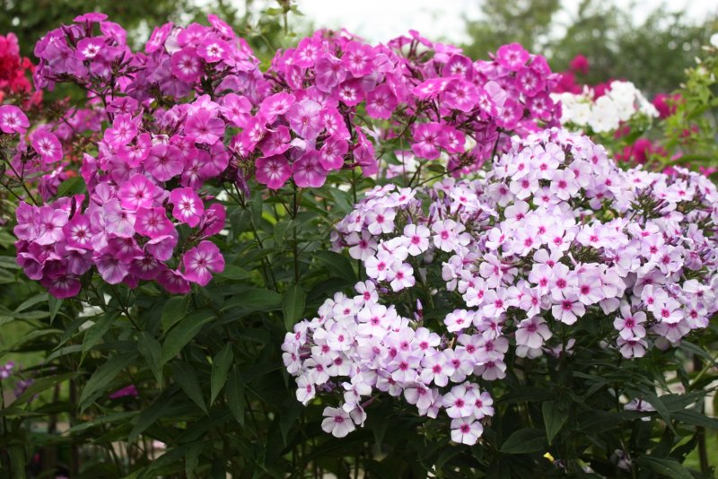 Garden-Phlox