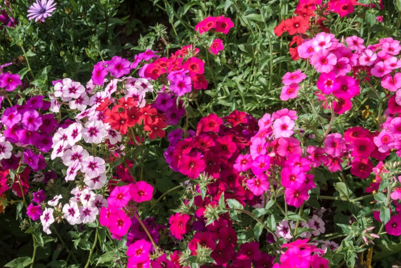 Garden-Phlox