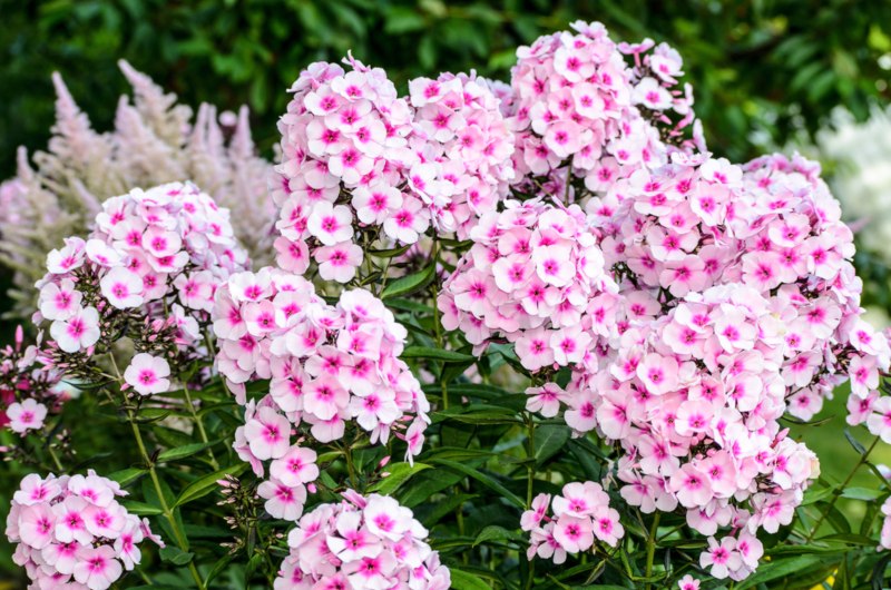 Garden-Phlox