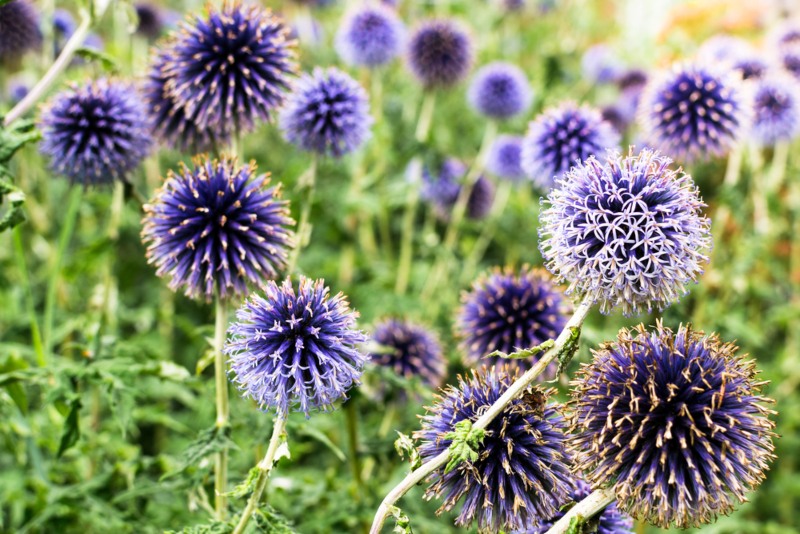 Globe-Thistle