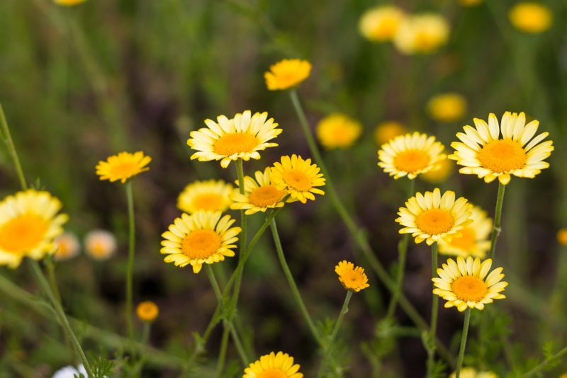 Golden-Marguerite