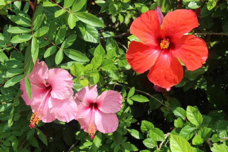 Hardy-Hibiscus