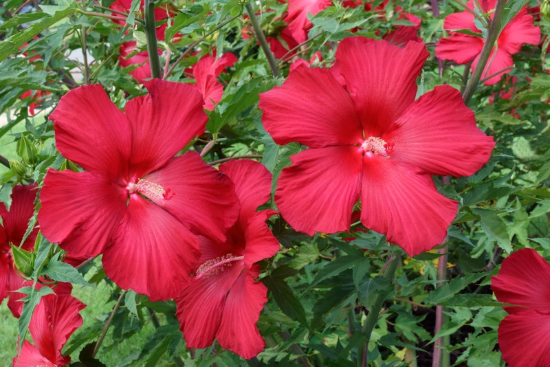 Hardy-Hibiscus