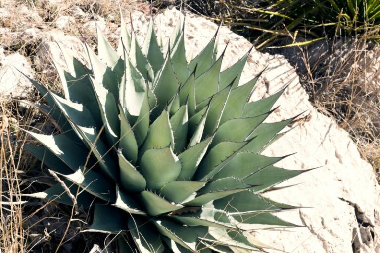 10 Awesome New Mexico Perennials (Photos) Garden Lovers Club