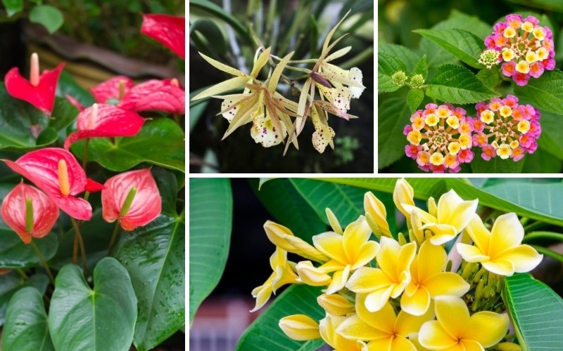 Hawaii Perennials