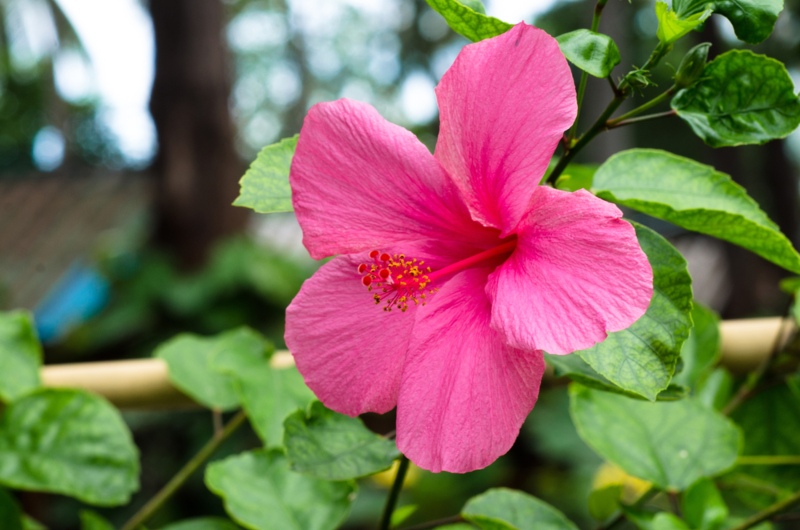 Hawaiian-Hibiscus