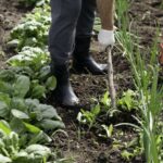 Hoe Garden Tool