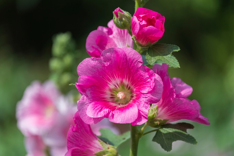 Hollyhock