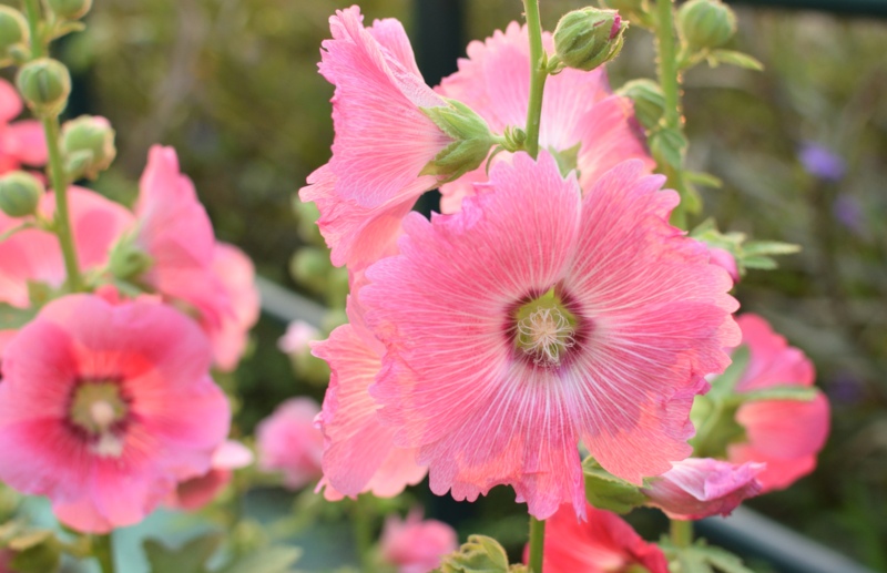 Hollyhocks