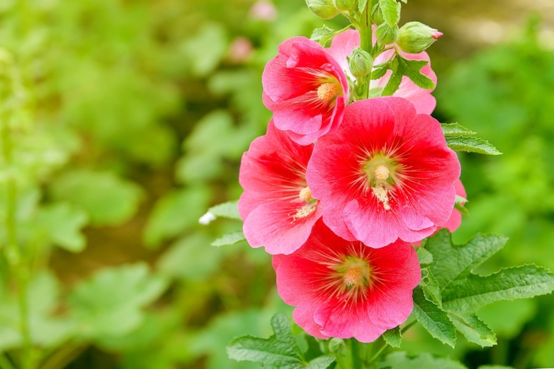 Hollyhocks