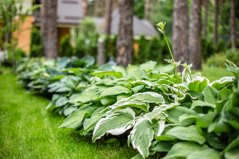 Hosta