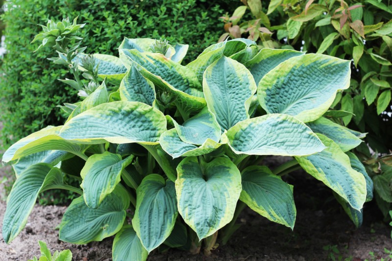 Hosta