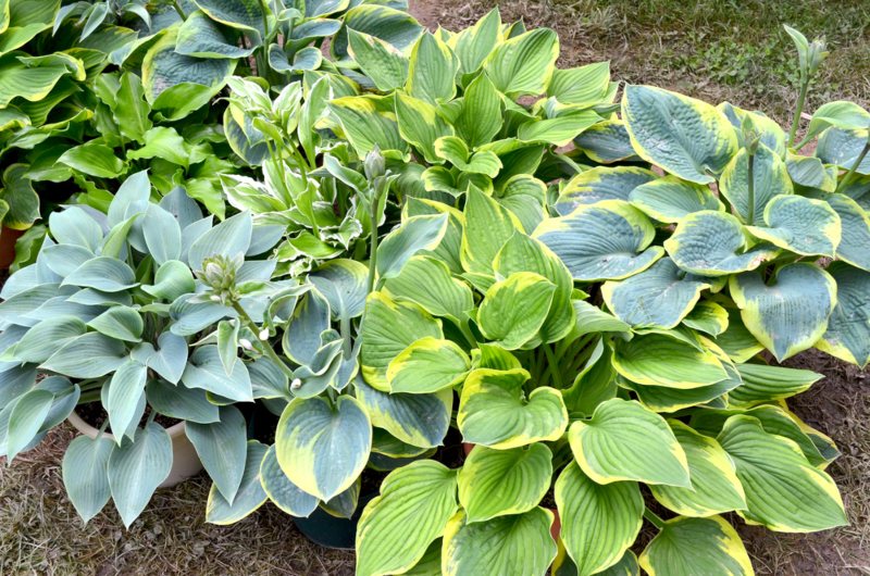 Hosta