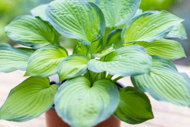 10 Fantastic North Dakota Perennials (Plus Growing Tips) Garden