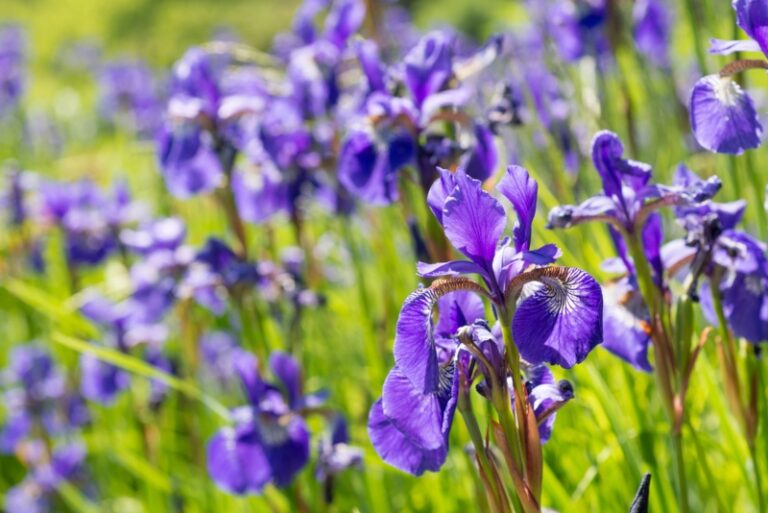 11 Best Connecticut Perennials (Photos) Garden Lovers Club