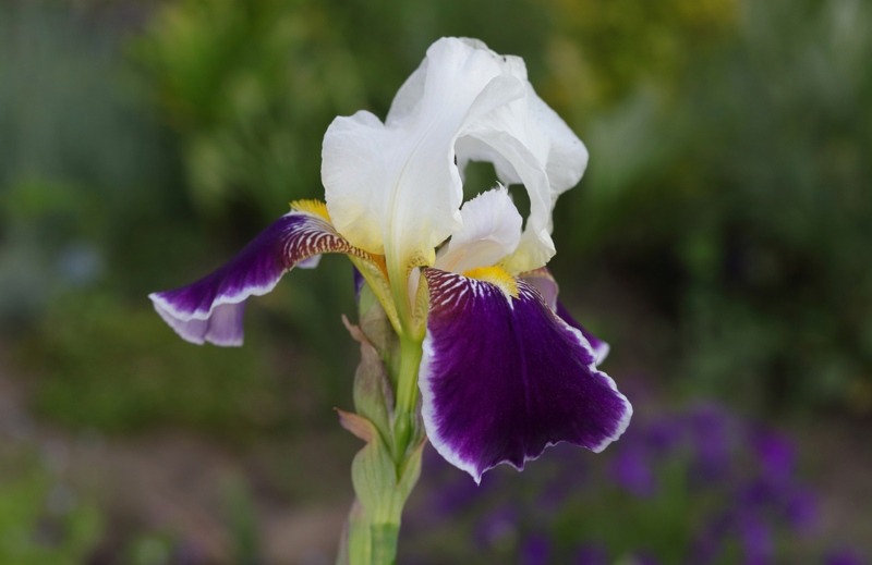 Iris-hybrids