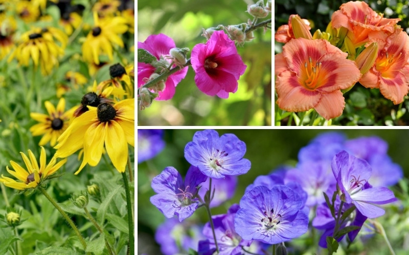 Kansas Perennials