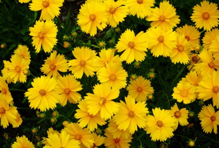 10 Perfect Mississippi Perennials (Photos) Garden Lovers Club