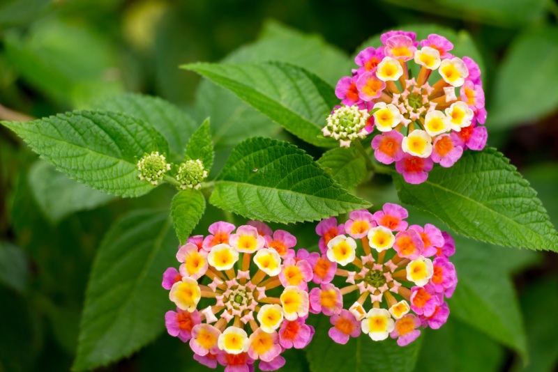 Lantana