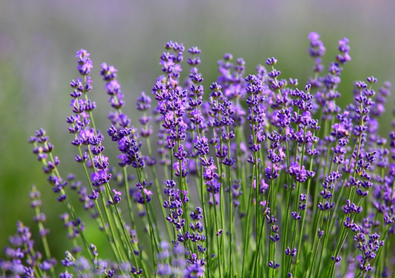 Lavender