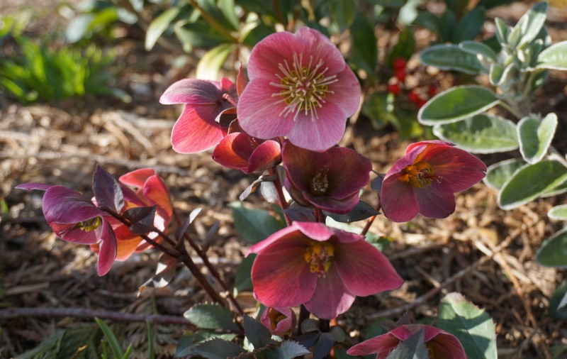 Lenten-Rose