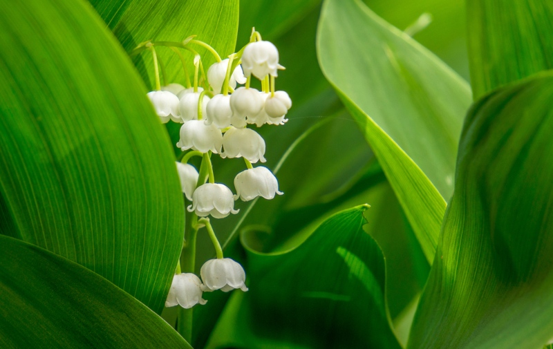 Lily-of-the-Valley