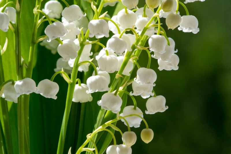 Lily-of-the-Valley