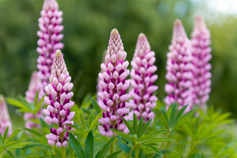  Lupines