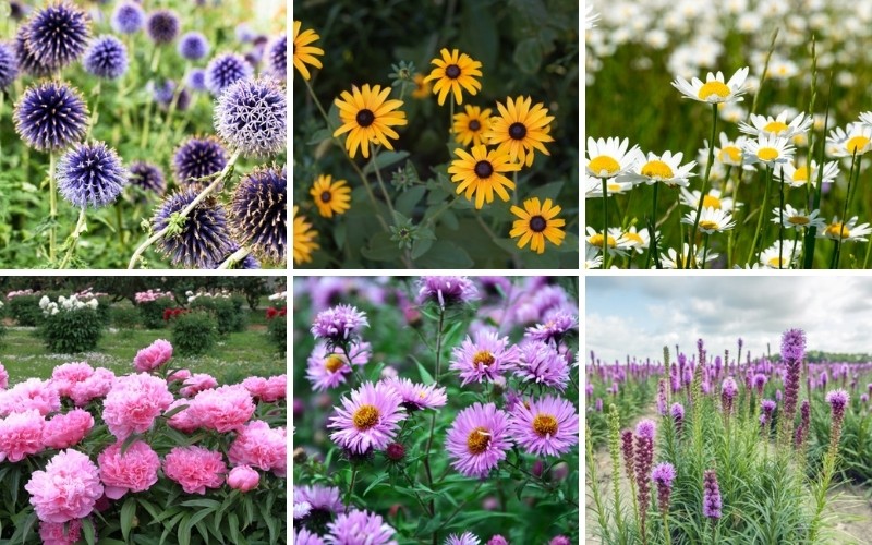 Massachusetts Perennials