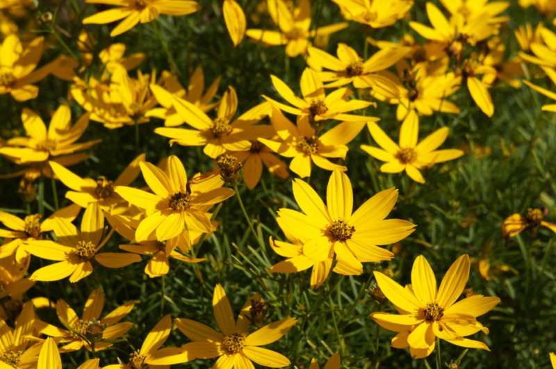 Mountain-Cornflower