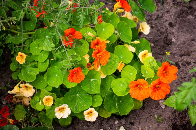 Nasturtium