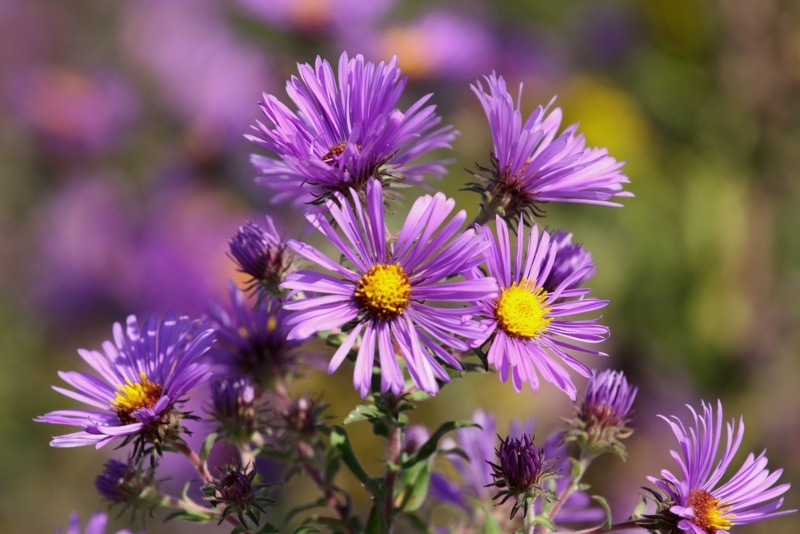 New-England-Aster