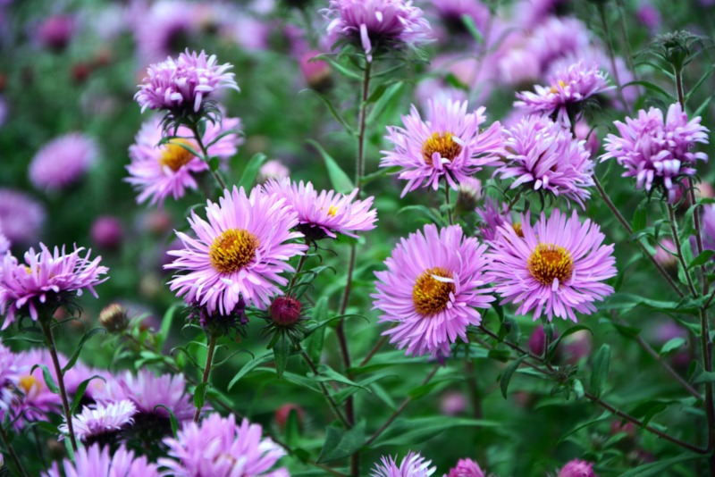 New-England-Asters