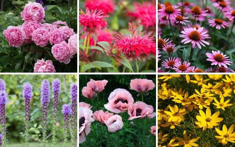 12 Best New Hampshire Perennials (Photos) - Garden Lovers Club