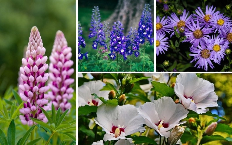 11 Delightful New Jersey Perennials (Plus Growing Tips)