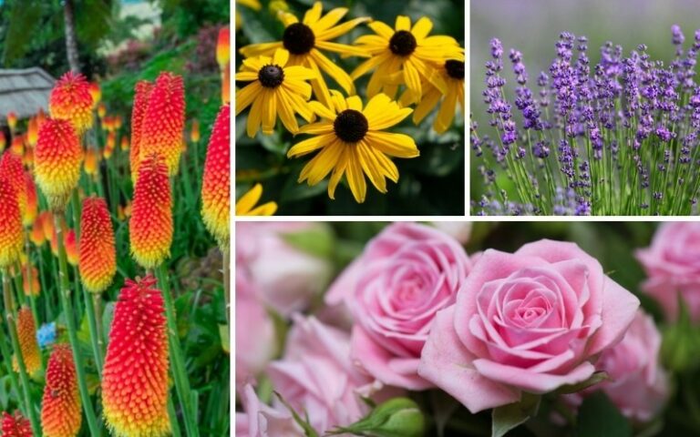 12 Best Salt-Tolerant Perennials - Garden Lovers Club