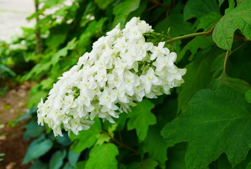 Oakleaf-Hydrangea