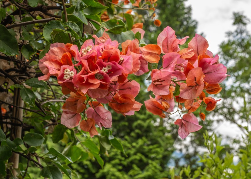 'Orange-King'