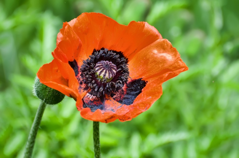 Oriental-Poppies