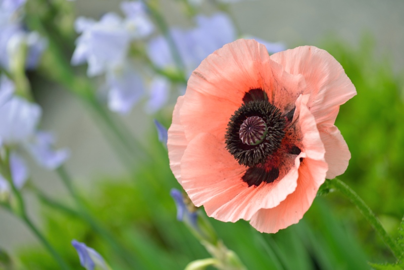 Oriental-Poppy