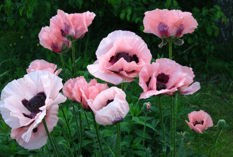 Oriental-Poppy