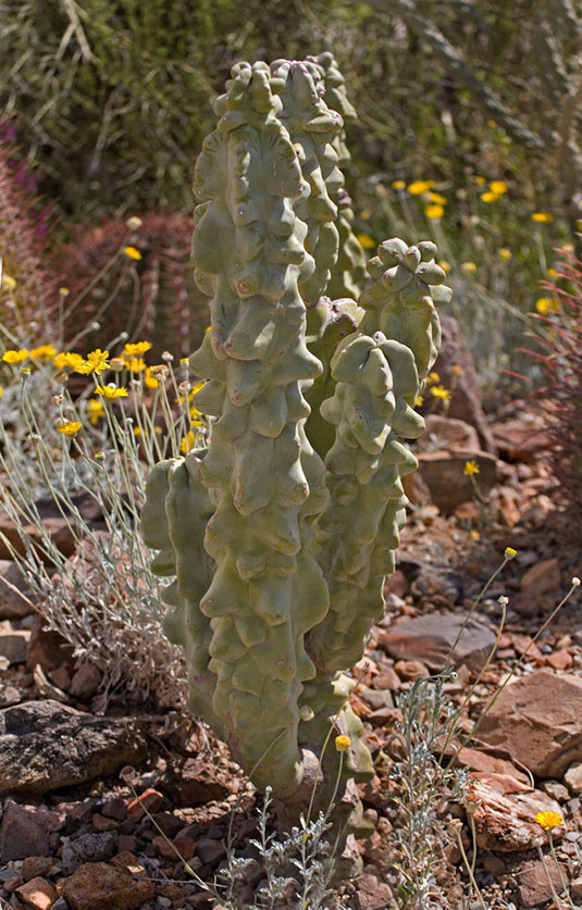 Totem Pole Cactus Desert