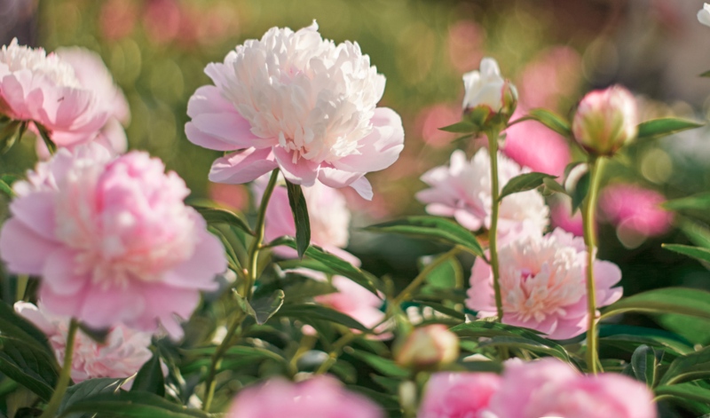 Peonies