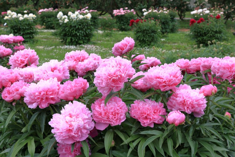 Peonies