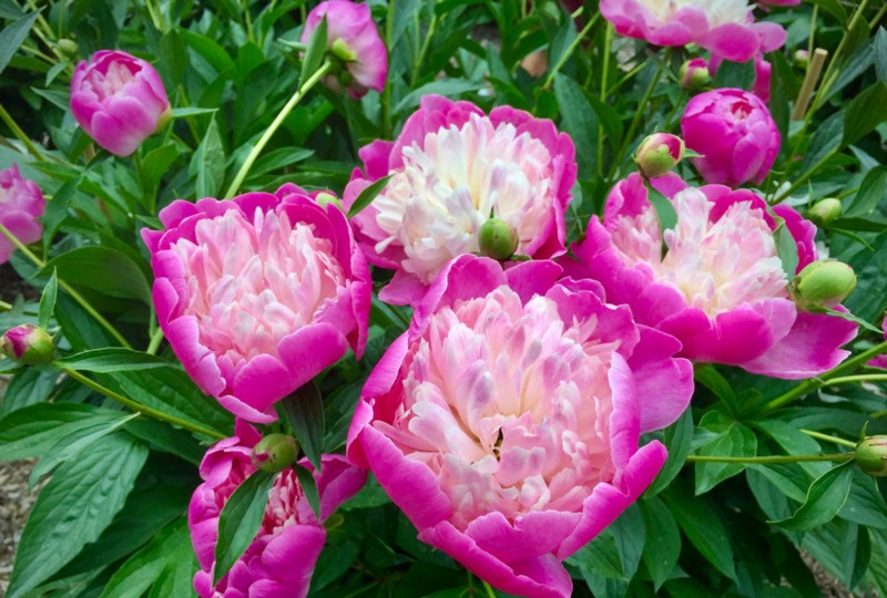 Peonies