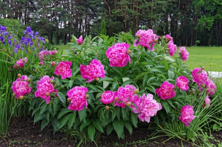 10 Maryland Perennials You'll Love Garden Lovers Club