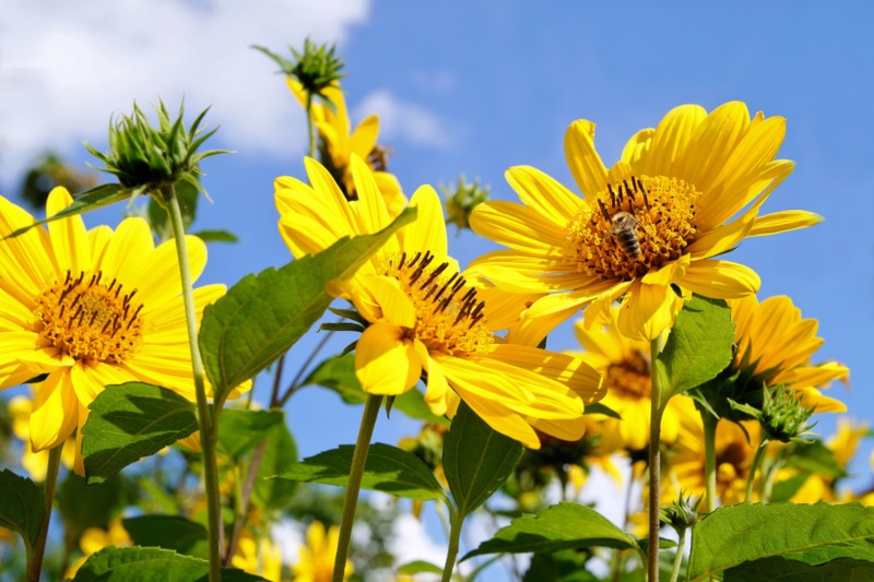 Perennial-Sunflower