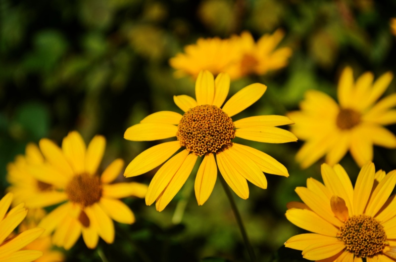 Perennial-Sunflowers