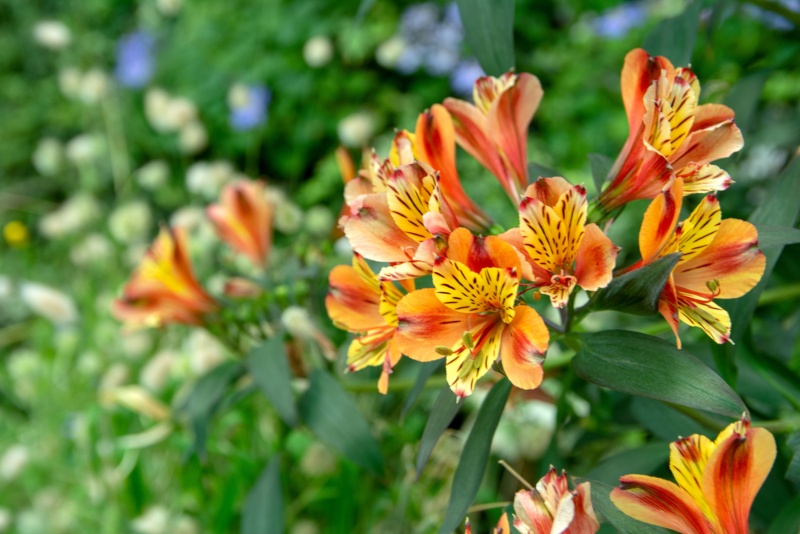 Peruvian-Lily