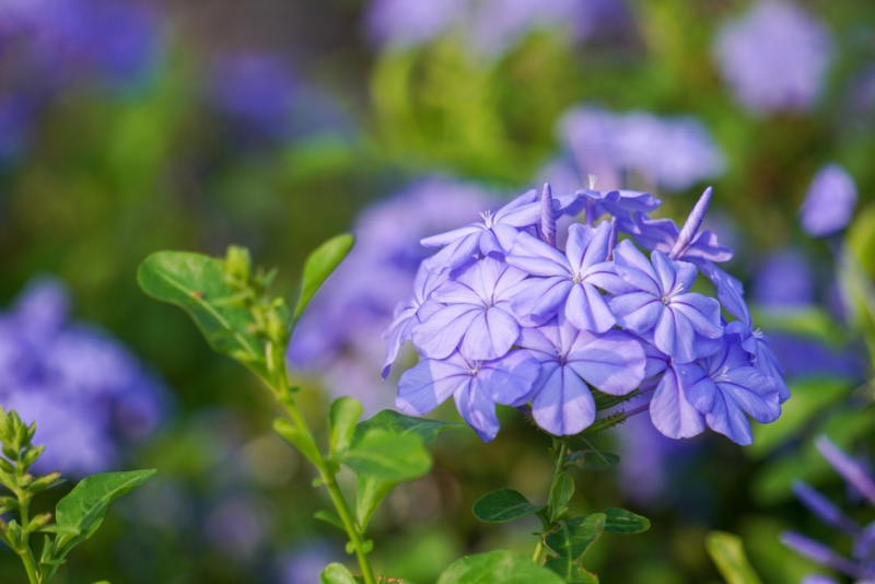 Phlox